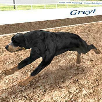 Crazy Real Dog Race