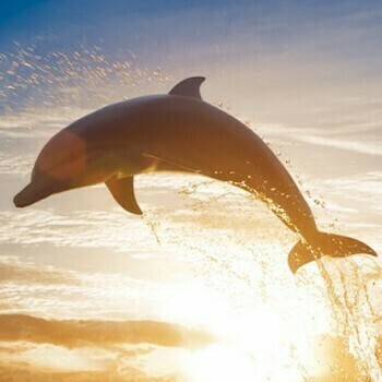 Dolphin Diving